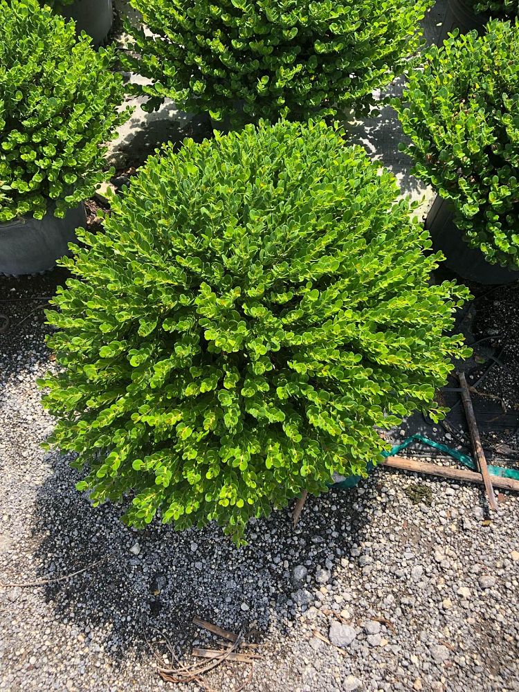 carissa-macrocarpa-emerald-blanket-natal-plum-carissa-grandiflora