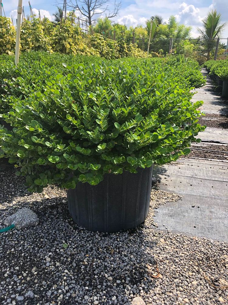 carissa-macrocarpa-emerald-blanket-natal-plum-carissa-grandiflora