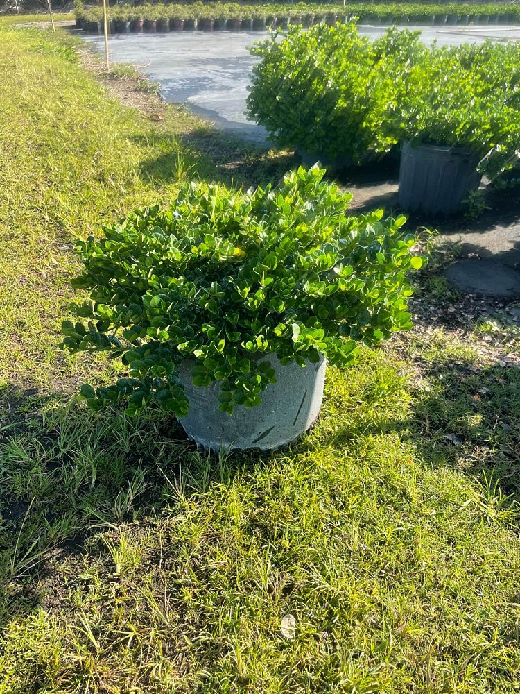 carissa-macrocarpa-emerald-blanket-natal-plum-carissa-grandiflora