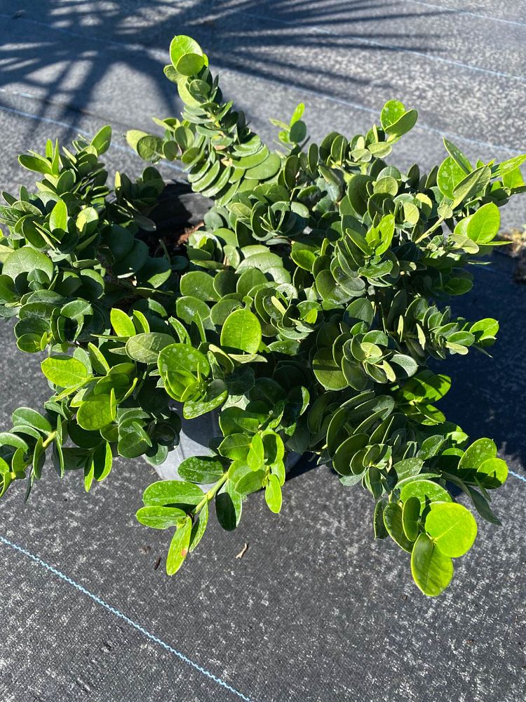 carissa-macrocarpa-emerald-blanket-natal-plum-carissa-grandiflora