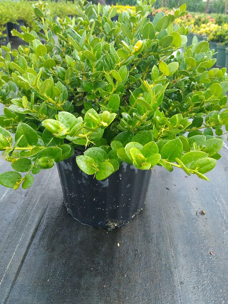 carissa-macrocarpa-emerald-blanket-natal-plum-carissa-grandiflora