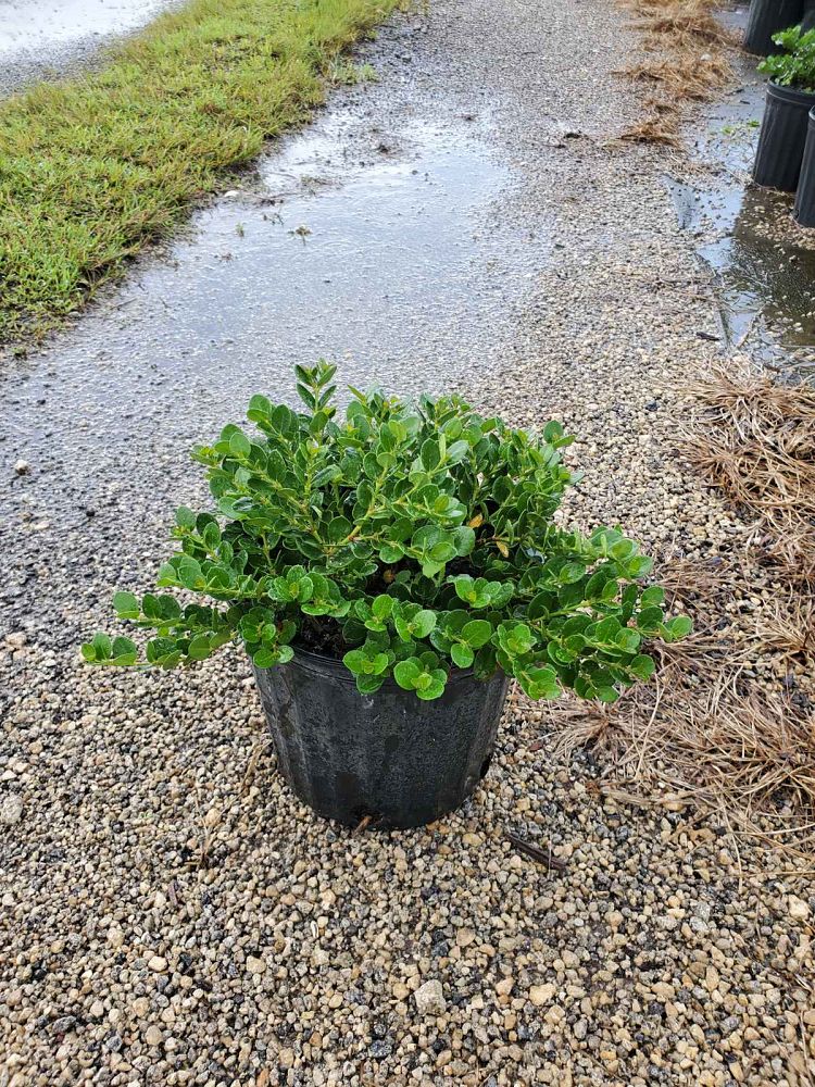 carissa-macrocarpa-emerald-blanket-natal-plum-carissa-grandiflora