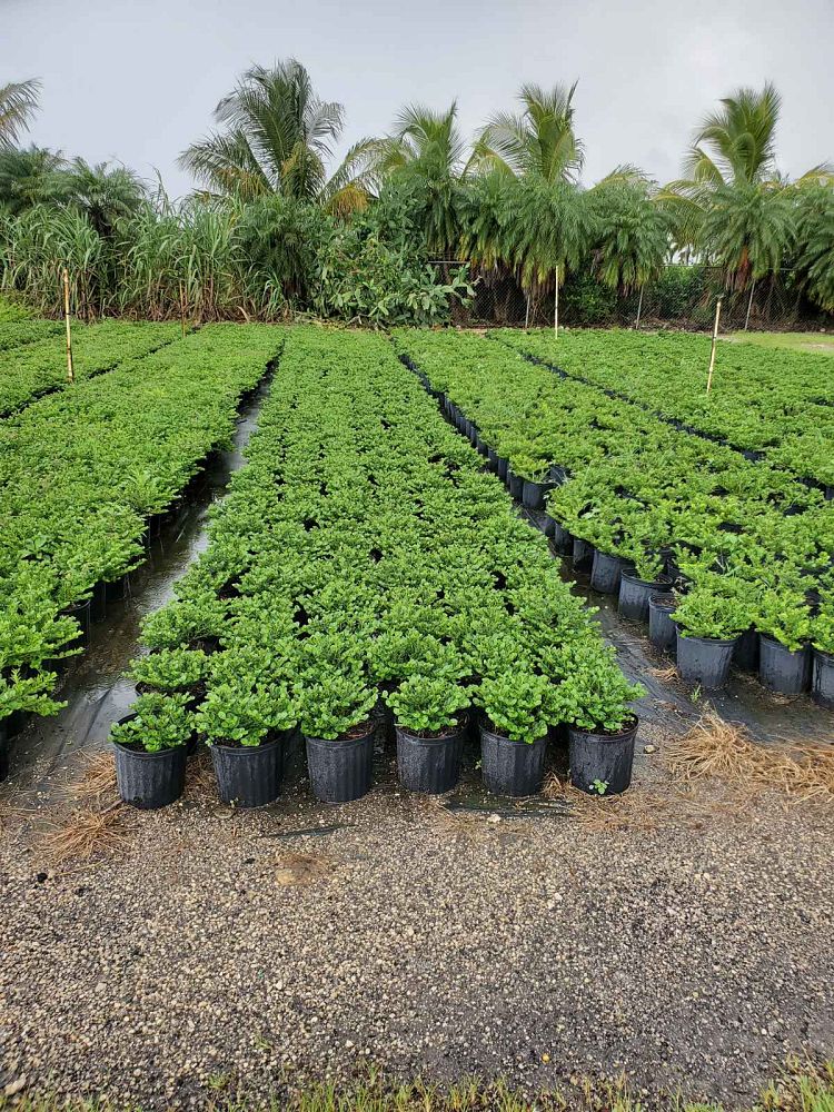 carissa-macrocarpa-emerald-blanket-natal-plum-carissa-grandiflora