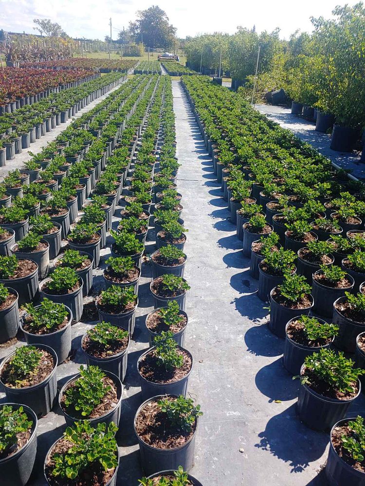 carissa-macrocarpa-emerald-blanket-natal-plum-carissa-grandiflora