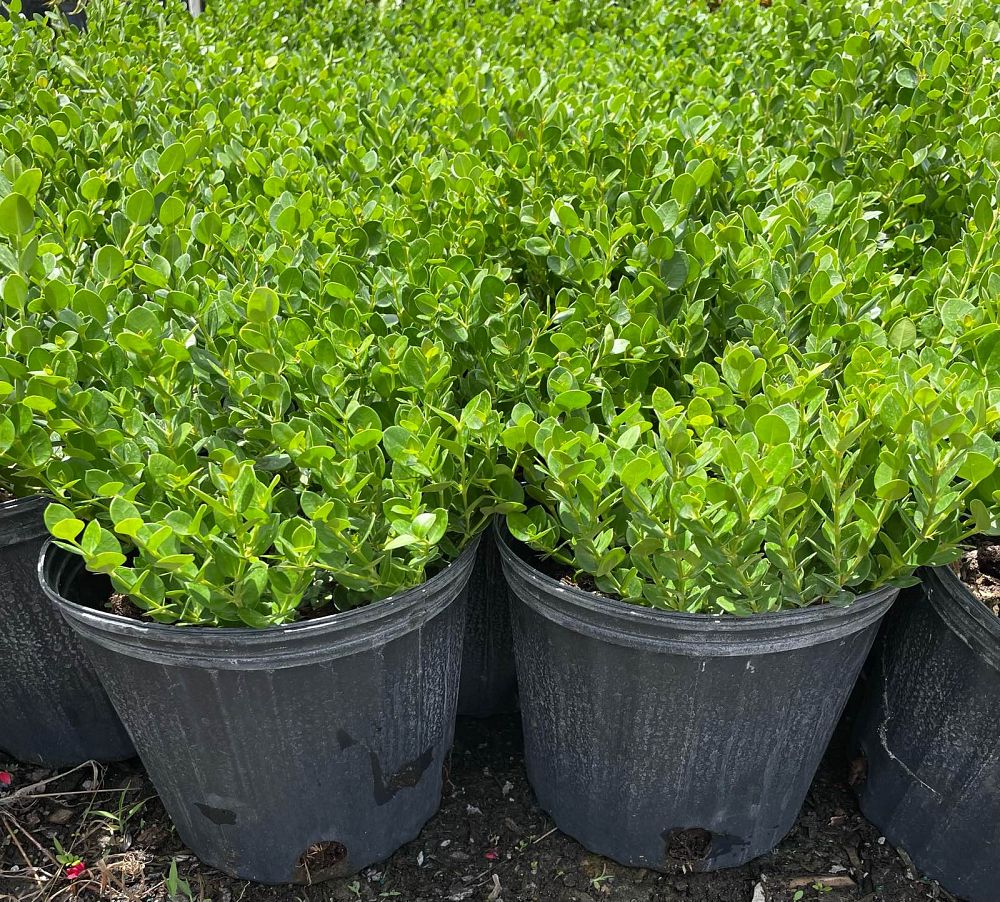 carissa-macrocarpa-emerald-blanket-natal-plum-carissa-grandiflora