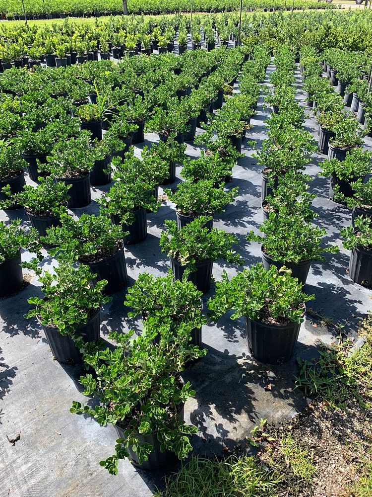 carissa-macrocarpa-emerald-blanket-natal-plum-carissa-grandiflora