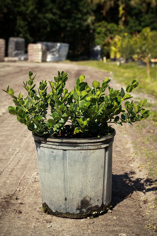 carissa-macrocarpa-emerald-blanket-natal-plum-carissa-grandiflora