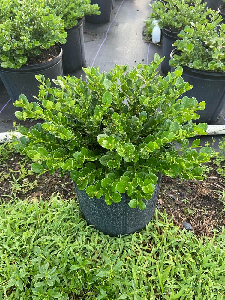 carissa-macrocarpa-emerald-blanket-natal-plum-carissa-grandiflora