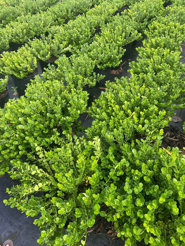 carissa-macrocarpa-emerald-blanket-natal-plum-carissa-grandiflora