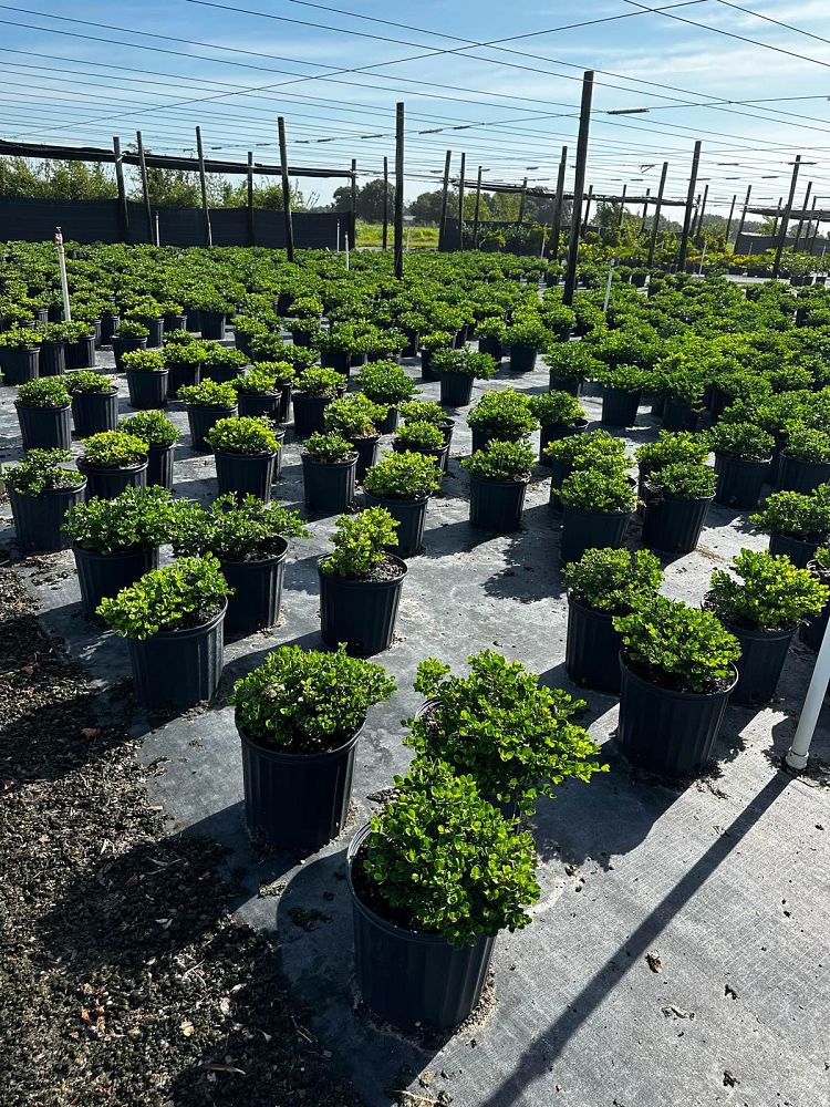carissa-macrocarpa-emerald-blanket-natal-plum-carissa-grandiflora