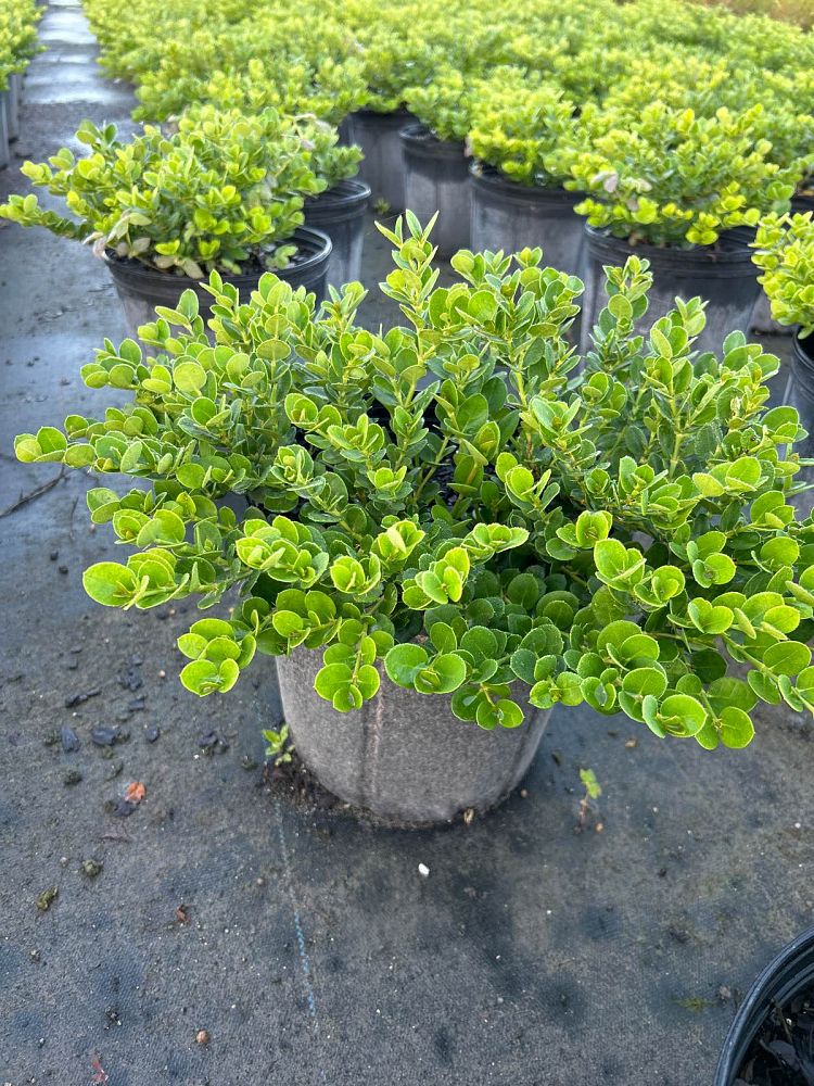 carissa-macrocarpa-emerald-blanket-natal-plum-carissa-grandiflora