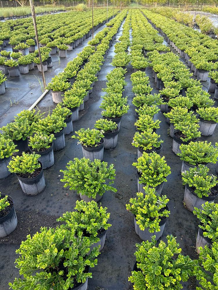 carissa-macrocarpa-emerald-blanket-natal-plum-carissa-grandiflora