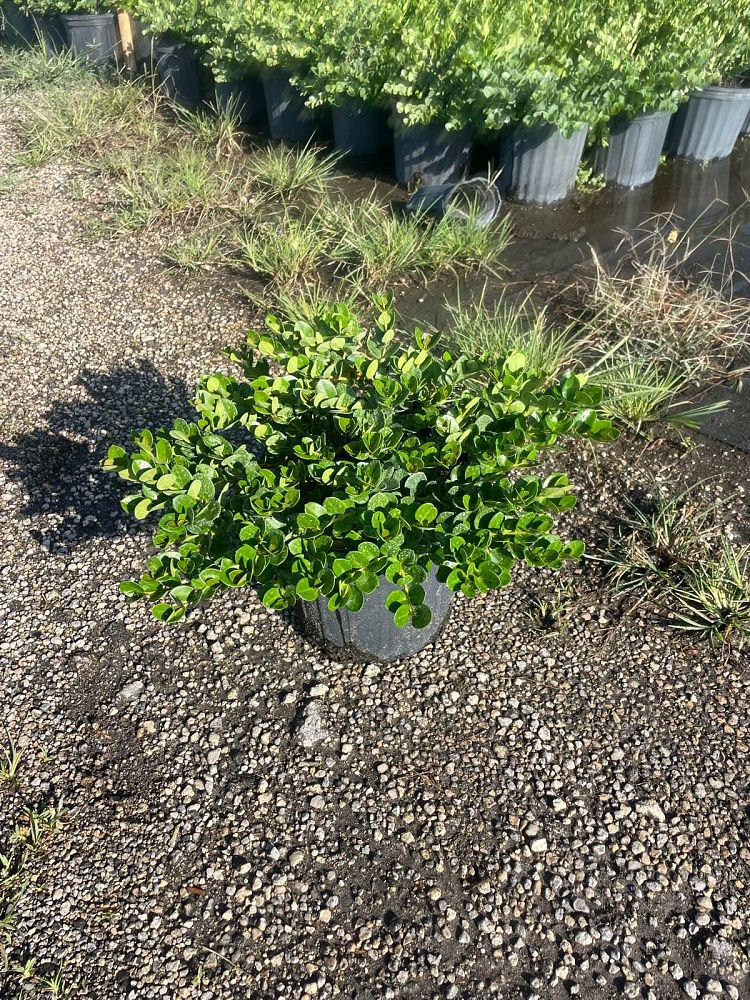 carissa-macrocarpa-emerald-blanket-natal-plum-carissa-grandiflora
