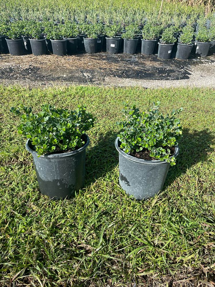 carissa-macrocarpa-emerald-blanket-natal-plum-carissa-grandiflora