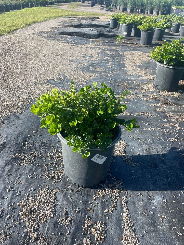 carissa-macrocarpa-emerald-blanket-natal-plum-carissa-grandiflora