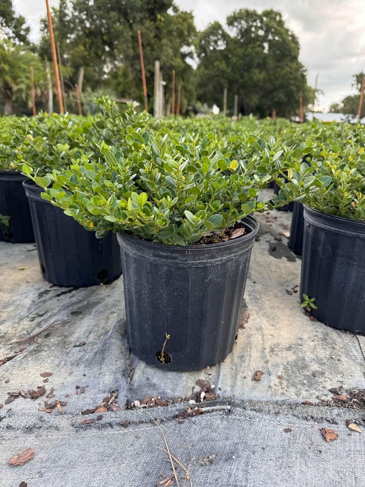 carissa-macrocarpa-emerald-blanket-natal-plum-carissa-grandiflora