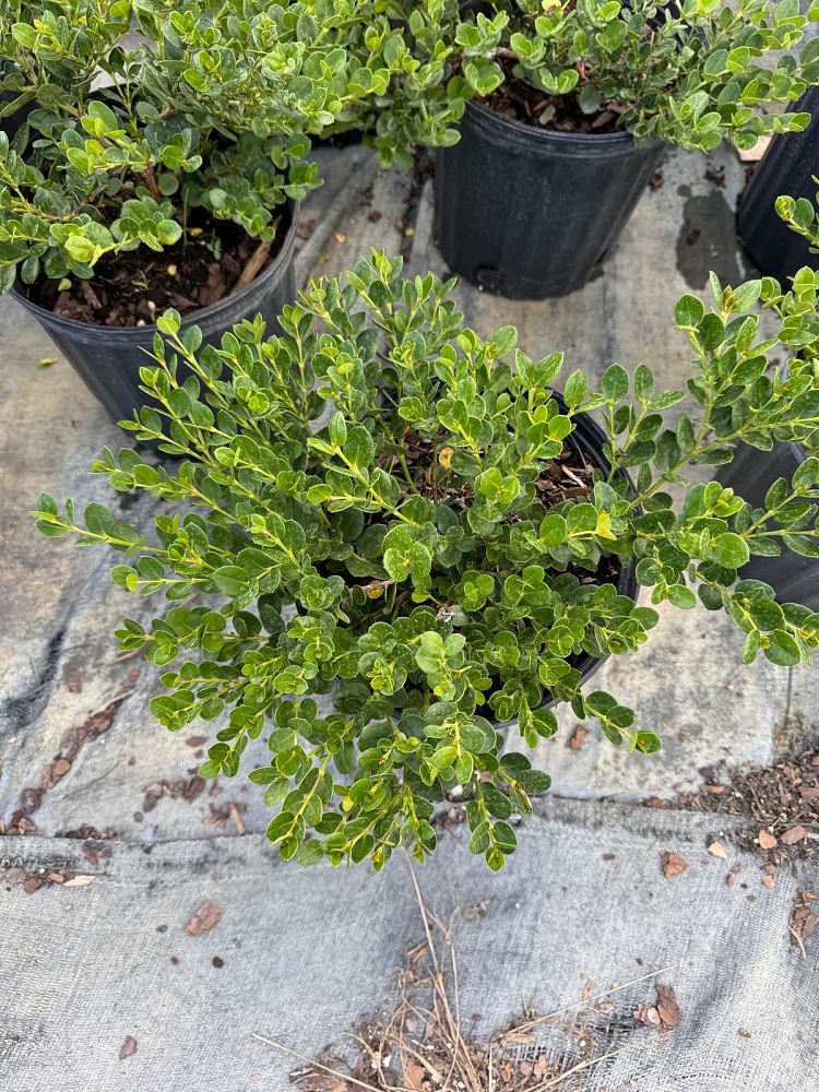 carissa-macrocarpa-emerald-blanket-natal-plum-carissa-grandiflora