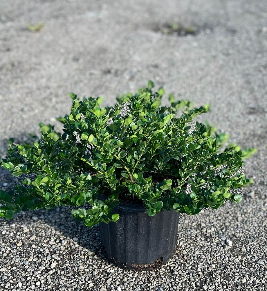 carissa-macrocarpa-emerald-blanket-natal-plum-carissa-grandiflora