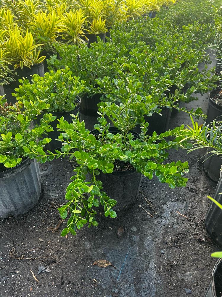 carissa-macrocarpa-emerald-blanket-natal-plum-carissa-grandiflora
