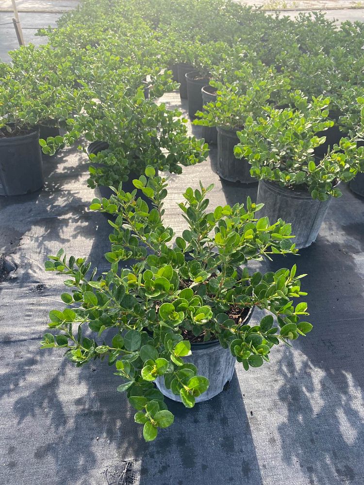 carissa-macrocarpa-emerald-blanket-natal-plum-carissa-grandiflora