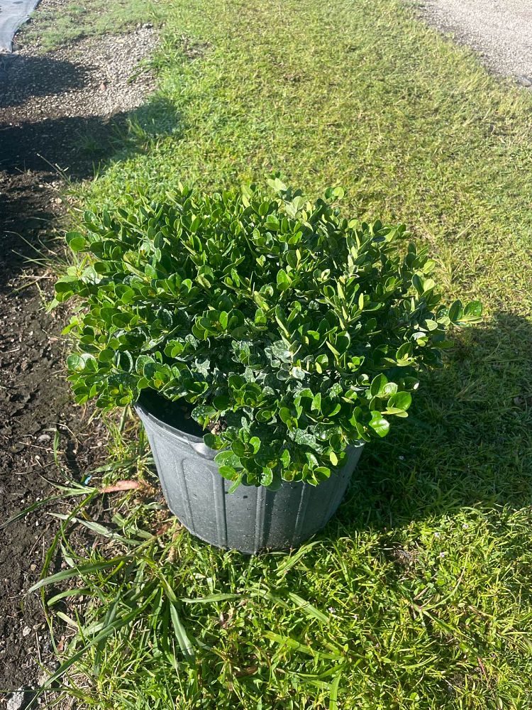 carissa-macrocarpa-emerald-blanket-natal-plum-carissa-grandiflora