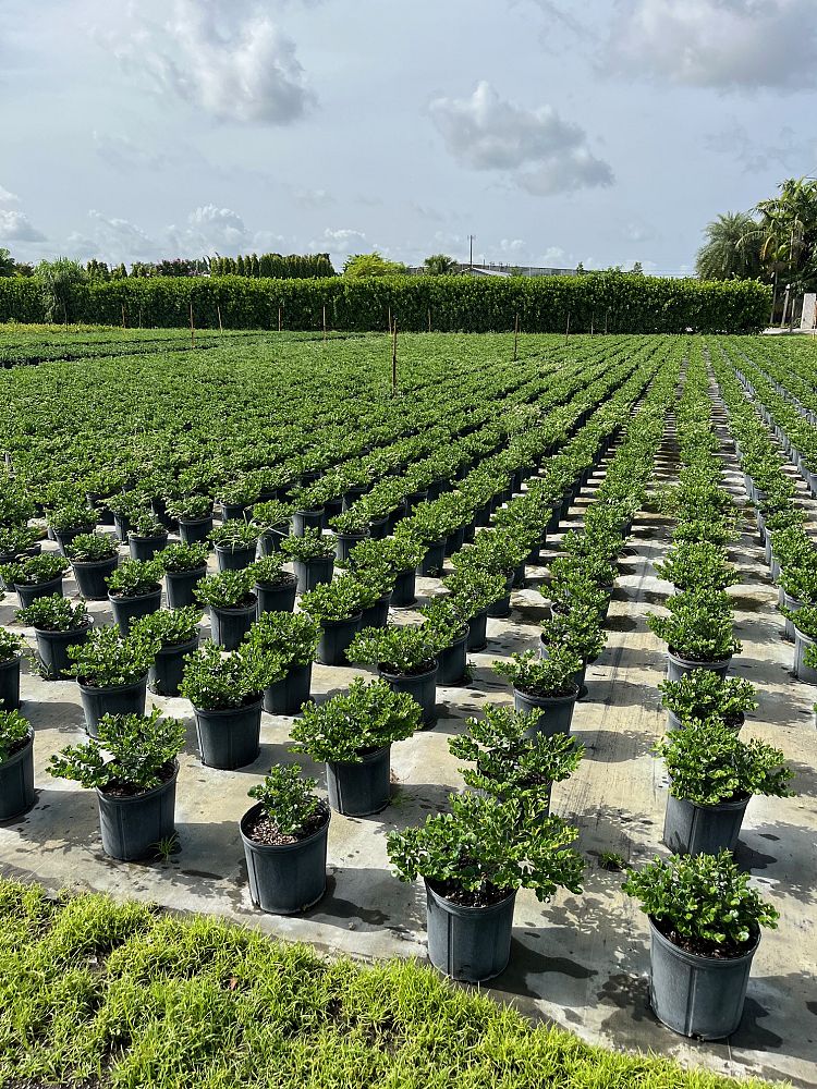 carissa-macrocarpa-emerald-blanket-natal-plum-carissa-grandiflora