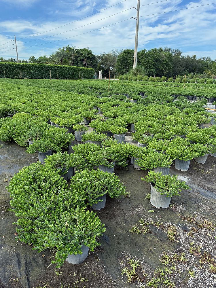 carissa-macrocarpa-emerald-blanket-natal-plum-carissa-grandiflora