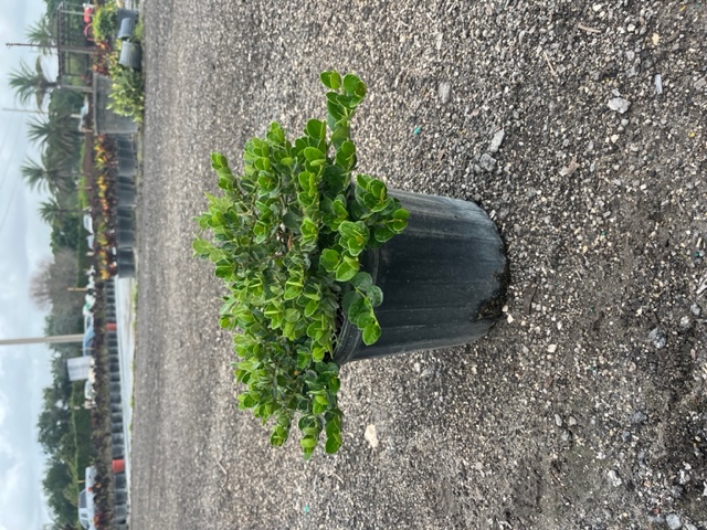 carissa-macrocarpa-emerald-blanket-natal-plum-carissa-grandiflora