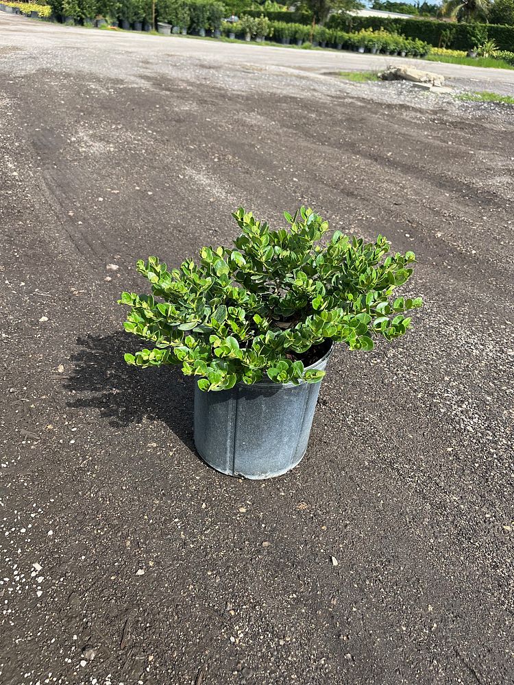 carissa-macrocarpa-emerald-blanket-natal-plum-carissa-grandiflora