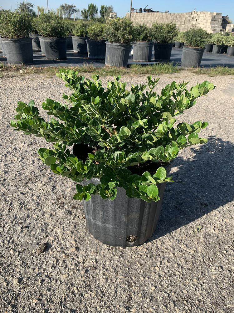 carissa-macrocarpa-emerald-blanket-natal-plum-carissa-grandiflora