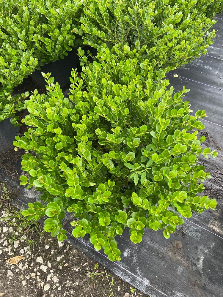carissa-macrocarpa-emerald-blanket-natal-plum-carissa-grandiflora