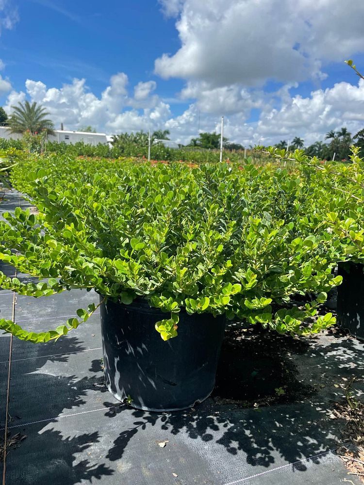 carissa-macrocarpa-emerald-blanket-natal-plum-carissa-grandiflora