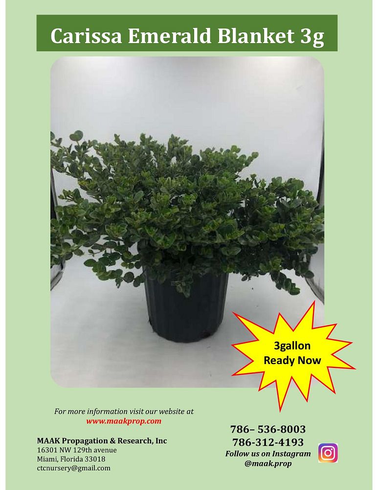 carissa-macrocarpa-emerald-blanket-natal-plum-carissa-grandiflora