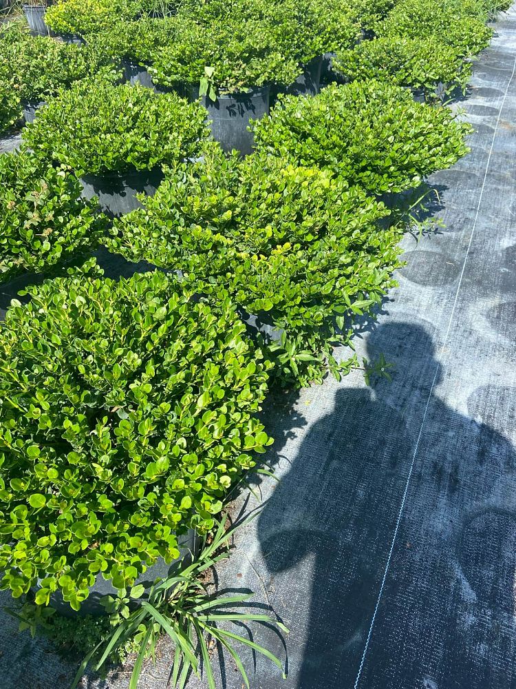 carissa-macrocarpa-emerald-blanket-natal-plum-carissa-grandiflora