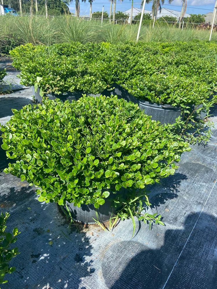 carissa-macrocarpa-emerald-blanket-natal-plum-carissa-grandiflora