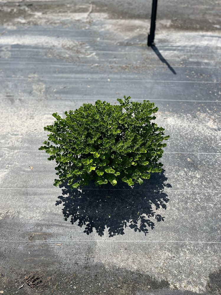 carissa-macrocarpa-emerald-blanket-natal-plum-carissa-grandiflora