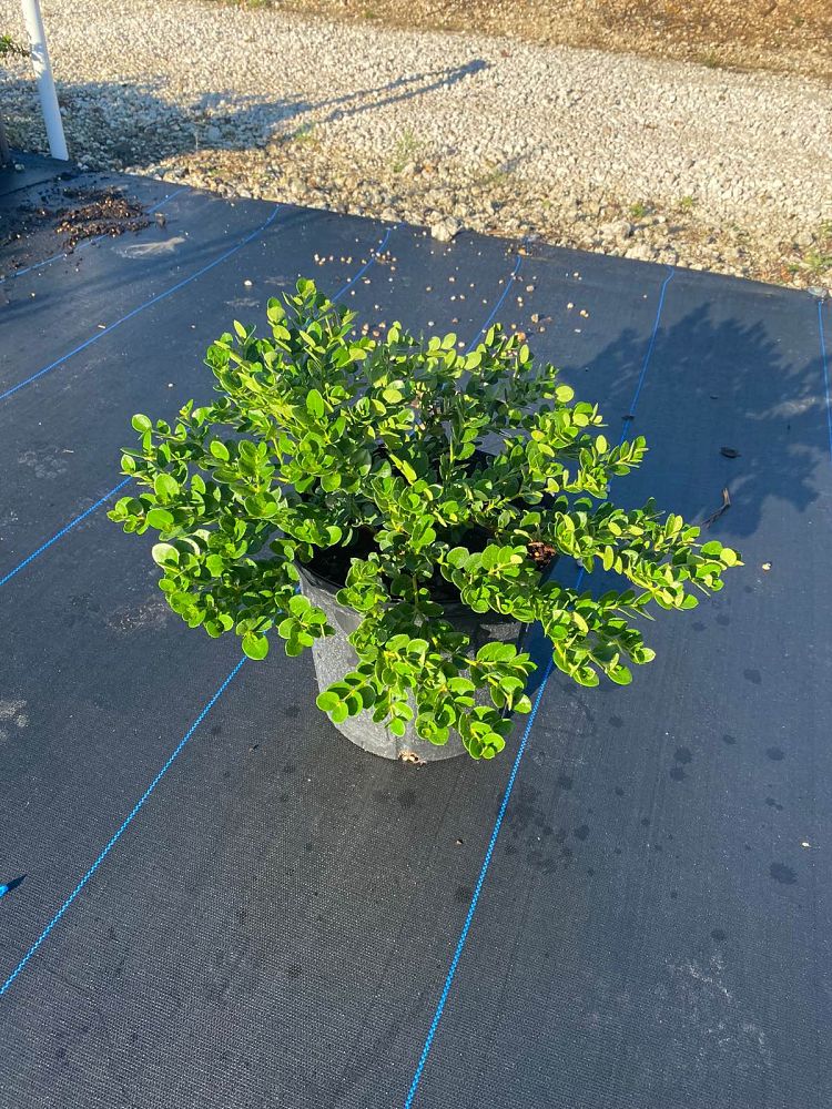 carissa-macrocarpa-emerald-blanket-natal-plum-carissa-grandiflora