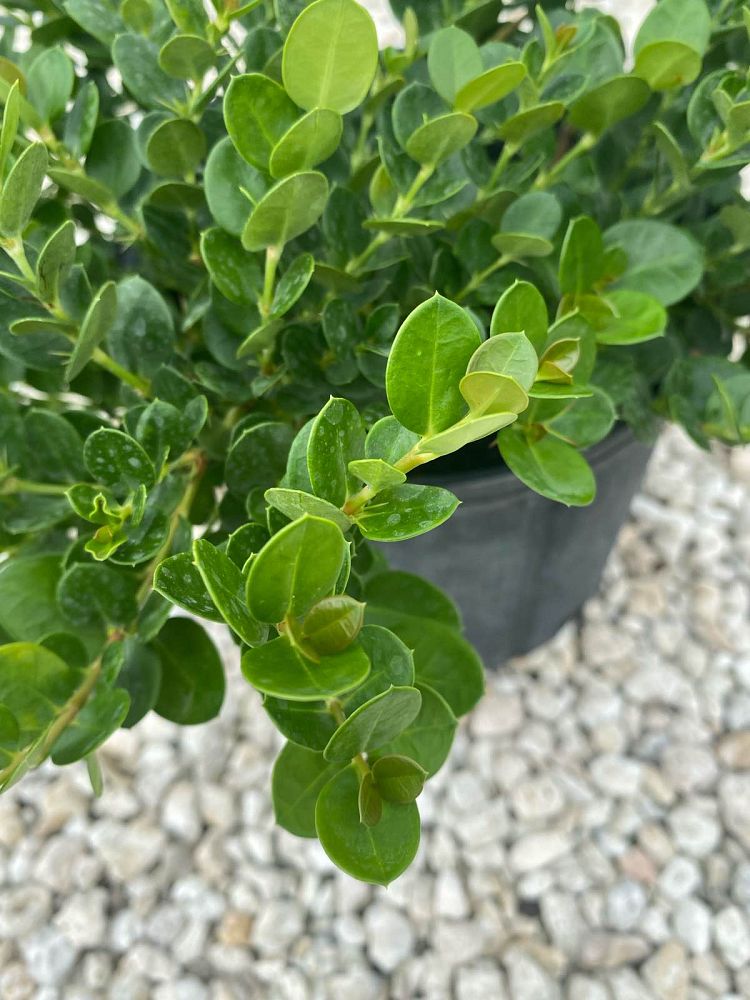 carissa-macrocarpa-emerald-blanket-natal-plum-carissa-grandiflora