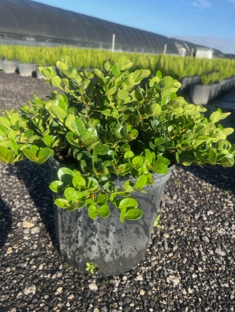 carissa-macrocarpa-emerald-blanket-natal-plum-carissa-grandiflora