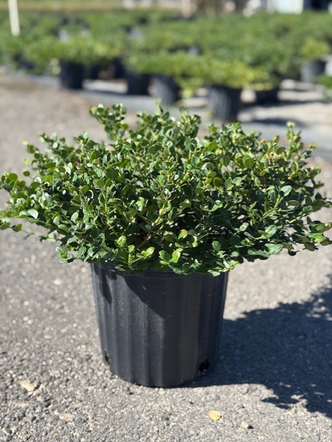 carissa-macrocarpa-emerald-blanket-natal-plum-carissa-grandiflora