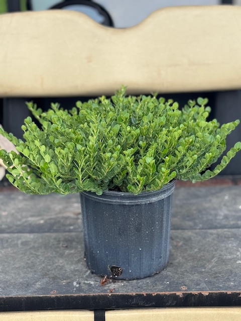 carissa-macrocarpa-emerald-blanket-natal-plum-carissa-grandiflora