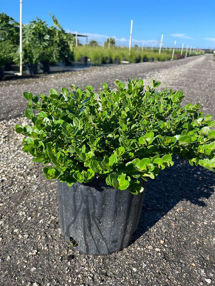 carissa-macrocarpa-emerald-blanket-natal-plum-carissa-grandiflora