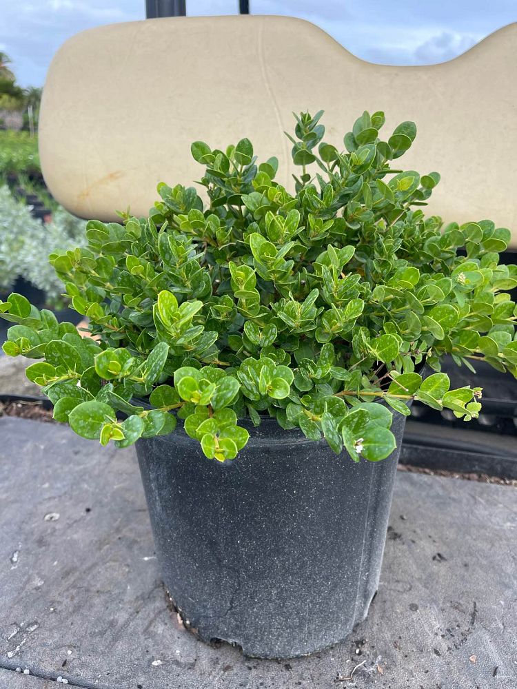 carissa-macrocarpa-emerald-blanket-natal-plum-carissa-grandiflora