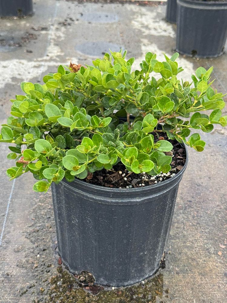 carissa-macrocarpa-emerald-blanket-natal-plum-carissa-grandiflora