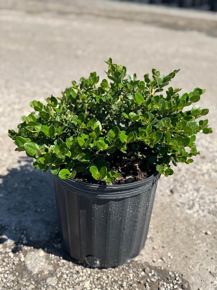 carissa-macrocarpa-emerald-blanket-natal-plum-carissa-grandiflora