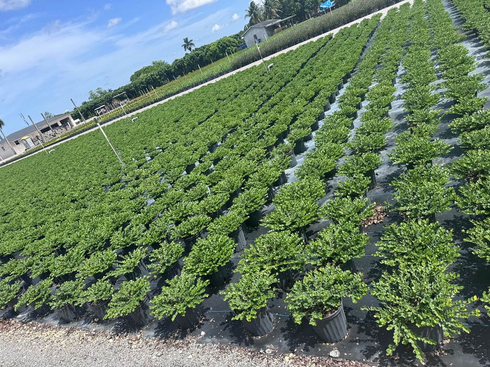 carissa-macrocarpa-emerald-blanket-natal-plum-carissa-grandiflora