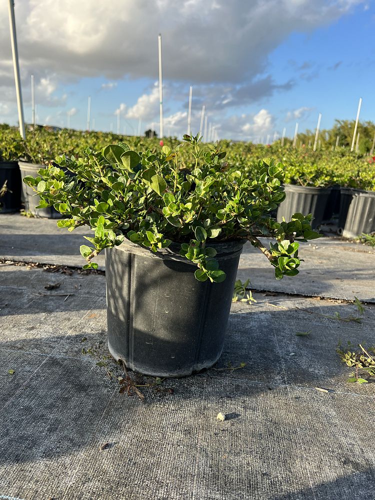 carissa-macrocarpa-emerald-blanket-natal-plum-carissa-grandiflora