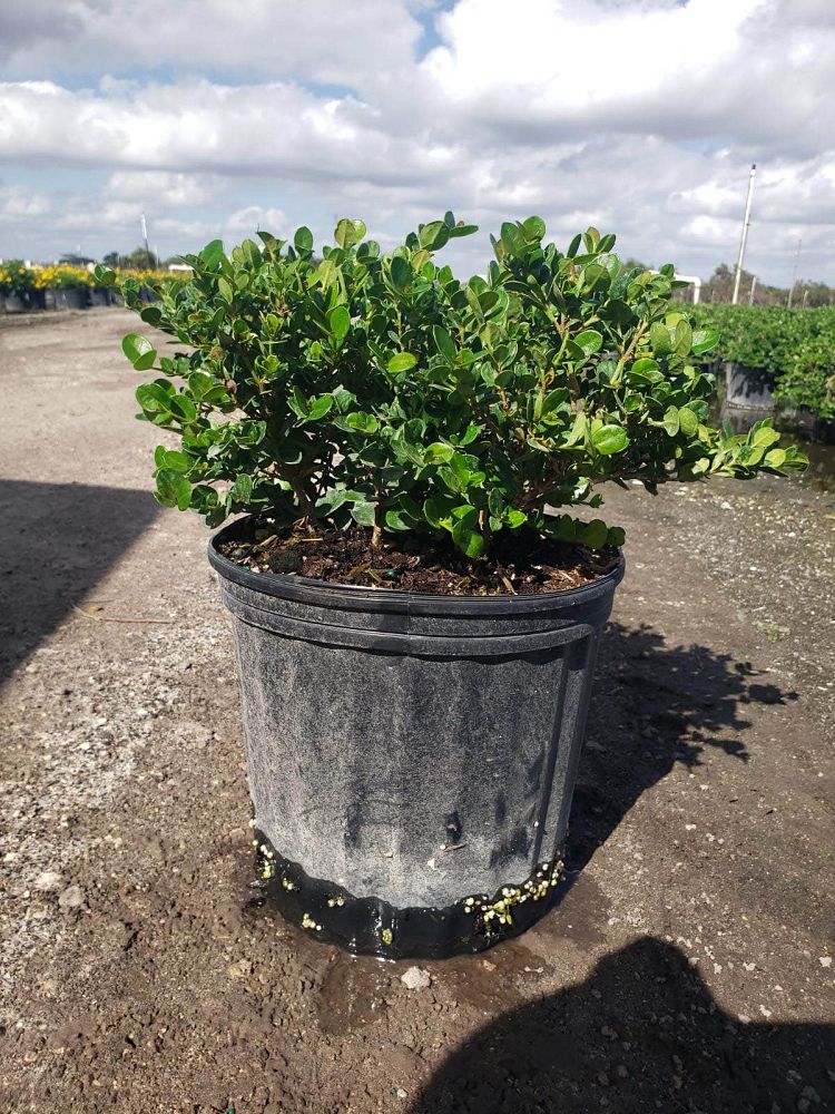 carissa-macrocarpa-emerald-blanket-natal-plum-carissa-grandiflora