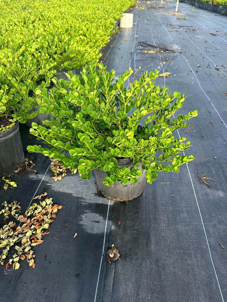 carissa-macrocarpa-emerald-blanket-natal-plum-carissa-grandiflora