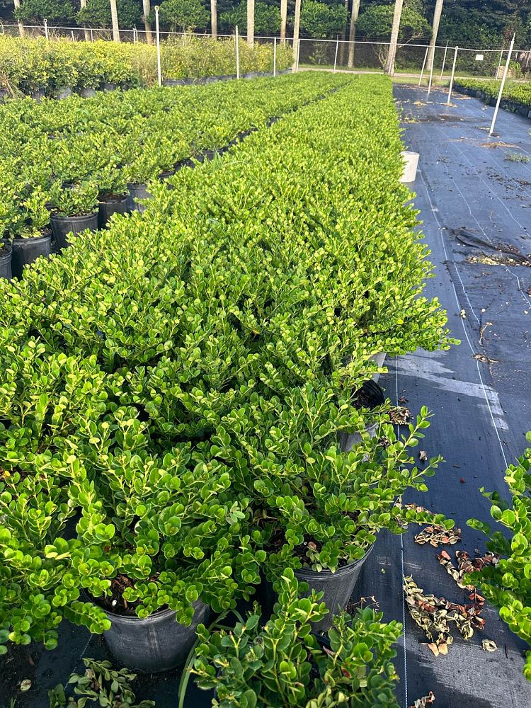carissa-macrocarpa-emerald-blanket-natal-plum-carissa-grandiflora